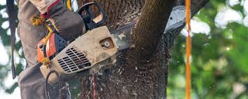 Trenton, GA  Tree Services Company